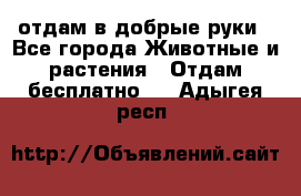 отдам в добрые руки - Все города Животные и растения » Отдам бесплатно   . Адыгея респ.